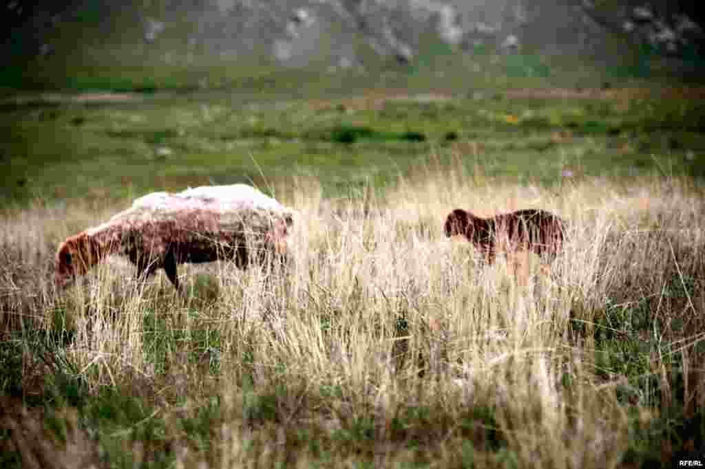 Savalanın ətəklərində köçəri Şahsevenlər #7