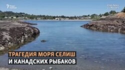 Погибло до миллиарда живых существ