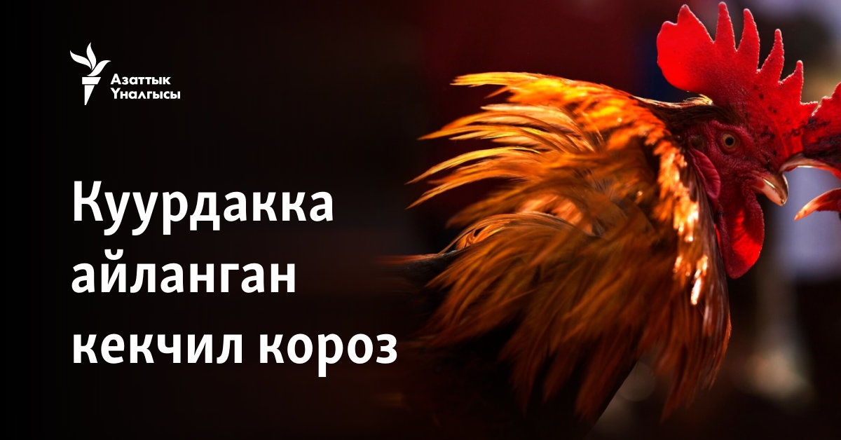 Спортшы әйелдер фото xxx