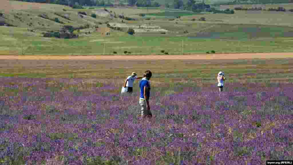 В период цветения лаванды крымчане и туристы делают фотографии и наслаждаются запахом растения