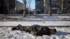 The body of a local resident killed during Russia&#39;s invasion of Ukraine lies in an empty street in the frontline city of Bakhmut.