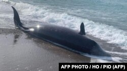 Jedan od uginulih kitova na kiparskoj obali, u blizini sela Argaka, 10. februar 2023. 