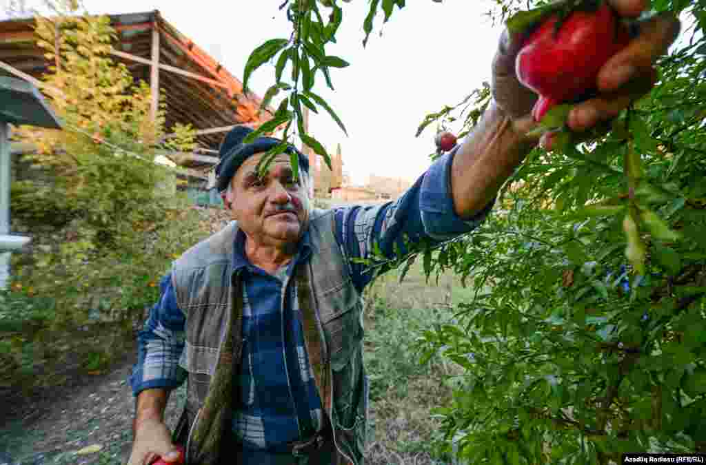 Bəzi şirkətlərin də narın aşağı qiymətə alması kəndlini razı salmır.&nbsp;