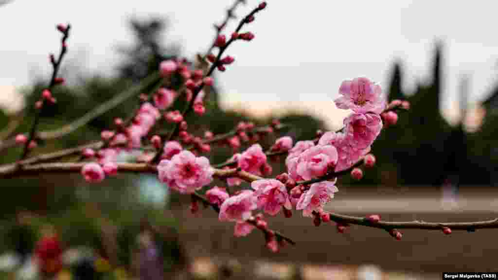 Цветение Абрикоса Муме в Никитском ботаническом саду