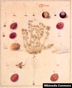 Чарвец Porphyrophora polonica L. У: Joannis Philippi Breynii: Historia naturalis Cocci Radicum Tincttorii quod Polonicum vulgo audit, 1731