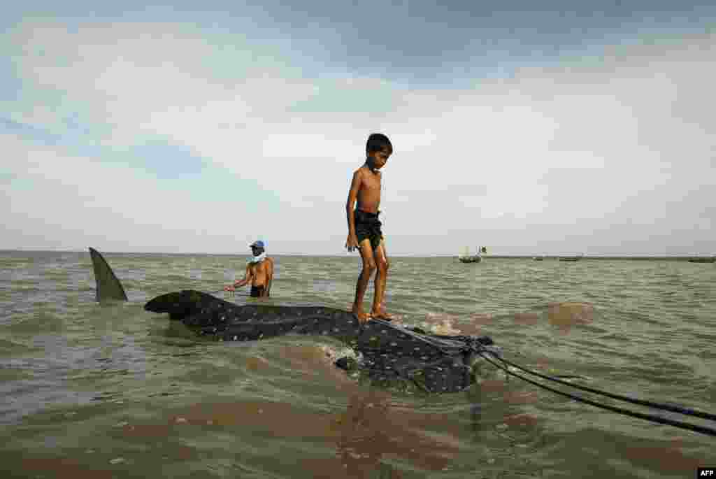 Індонезія – хлопчик на китовій акулі, яка заплуталась у рибальських тенетах. Китові акули вважаються вразливим видом, але у деяких країнах на них продовжують полювати. Фото 22 жовтня 2013 року