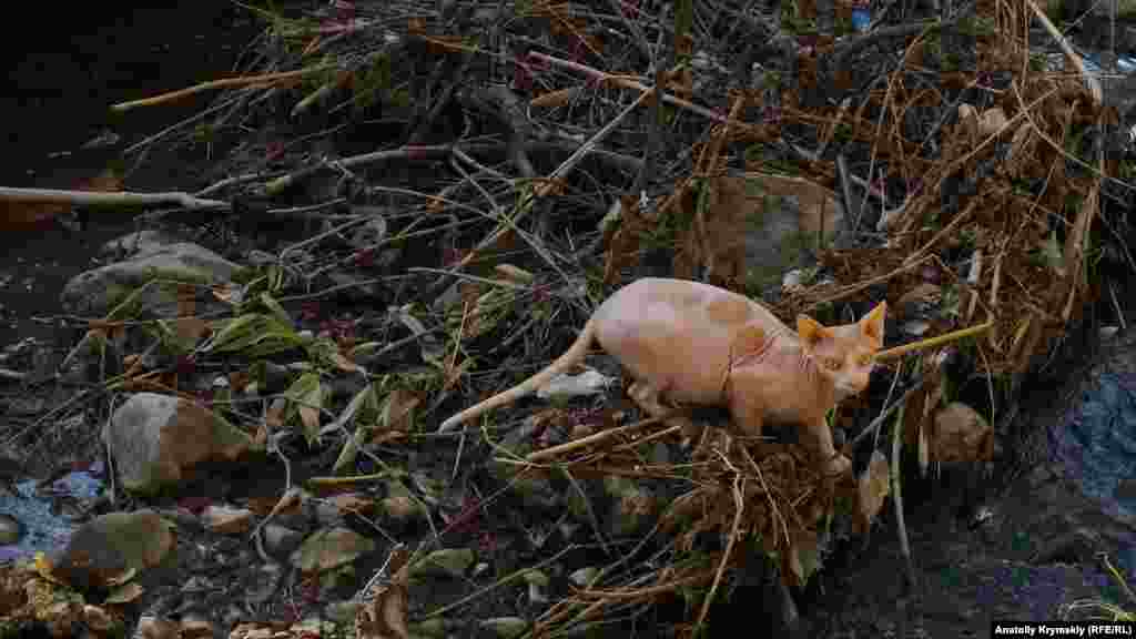 Кошка породы сфинкс гуляет сама по себе на островке из веток и мусора посреди реки Улу-Узень близ Алушты. Что еще можно увидеть, прогулявшись вдоль крымской реки &ndash; смотрите по ссылке