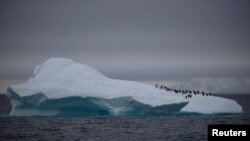 Пингвины на айсберге в Антарктиде.