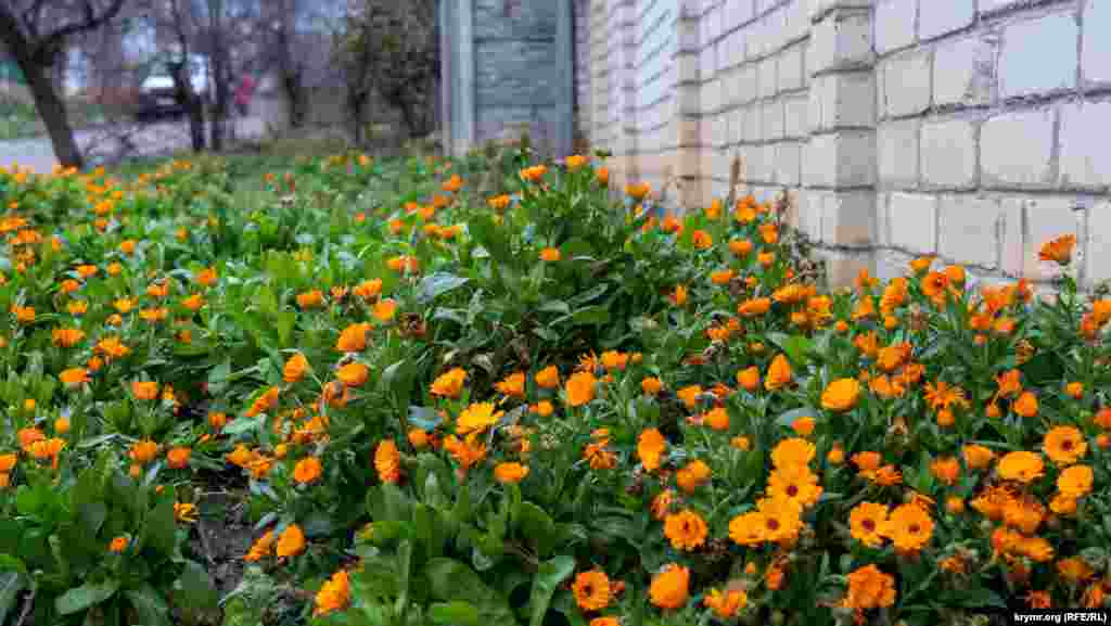 Цветет календула на улице Харьковской. Неприхотливое лекарственное растение выдерживает небольшие, до -5 градусов, морозы