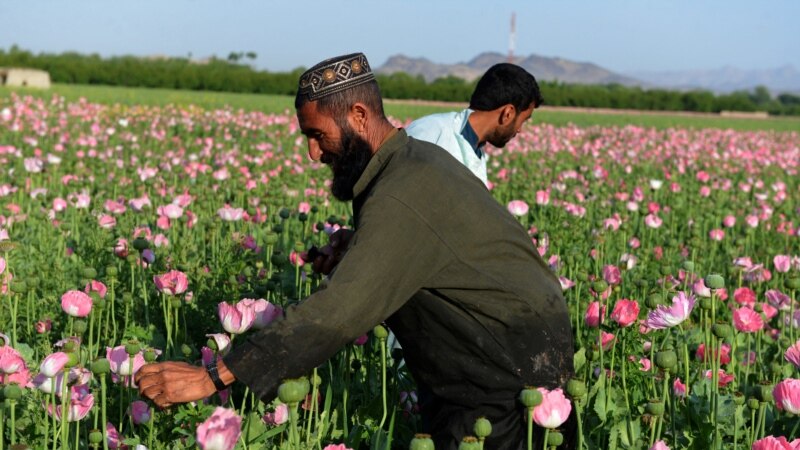 طالبان: څو چې د بدیل معیشت پروګرام پلی نه‌شي د کوکنارو د کښت مخه نه نیسو