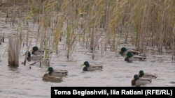 ეს იხვები აქ გამოიზამთრებენ