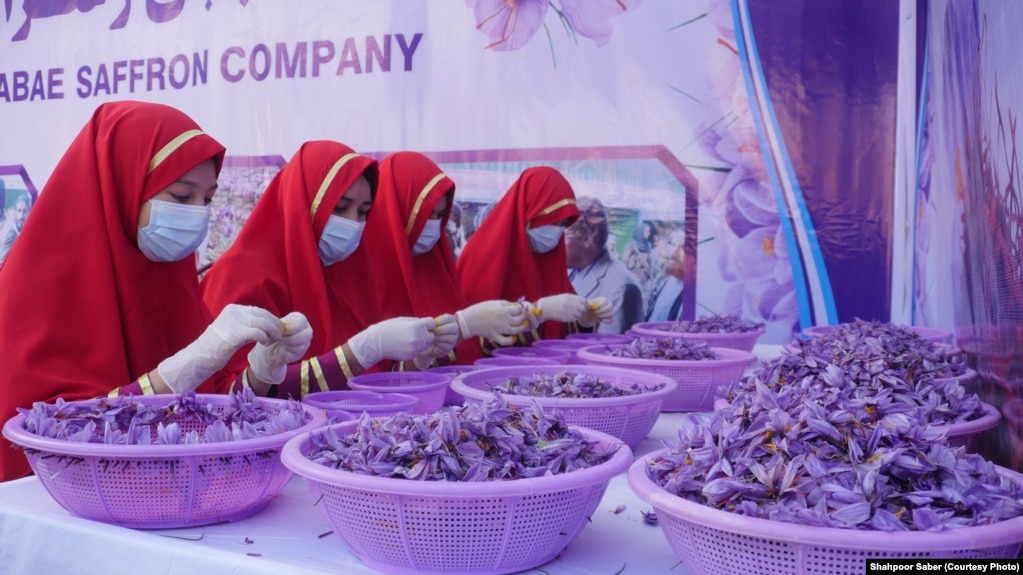 په هرات کې ښځې د زعفرانو په راغونډولو بوختې دي-ارشیف