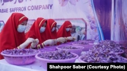 شماری از دختران بالاتر از صنف ششم که از رفتن به مکتب از سوی حکومت طالبان منع شده اند برای کاهش فشارهای روحی در یک کارخانه تولید زعفران در هرات کار می‌کنند.