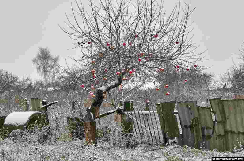 Apples grow on a tree in the recaptured Ukrainian village of Chekaski Tyshky in the Kharkiv region.&nbsp;