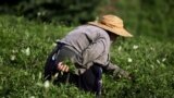 A woman picks tea leaves in western Georgia