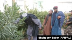طالبان باغچه های منازل را نیز در جستجوی اسلحه و مهمات بررسی می کنند