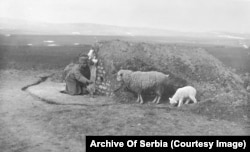 A Serbian soldier feeding sheep outside his dugout position.
