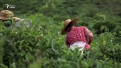 Занони гурҷӣ мехоҳанд чойи номдори ин ҷумҳуриро эҳё кунанд