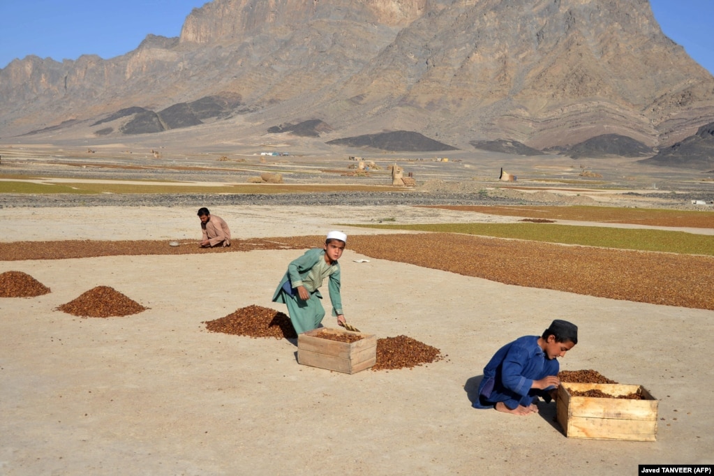 Djemtë afganë duke përpunuar rrush të thatë në distriktin Panjwai të Kandaharit.