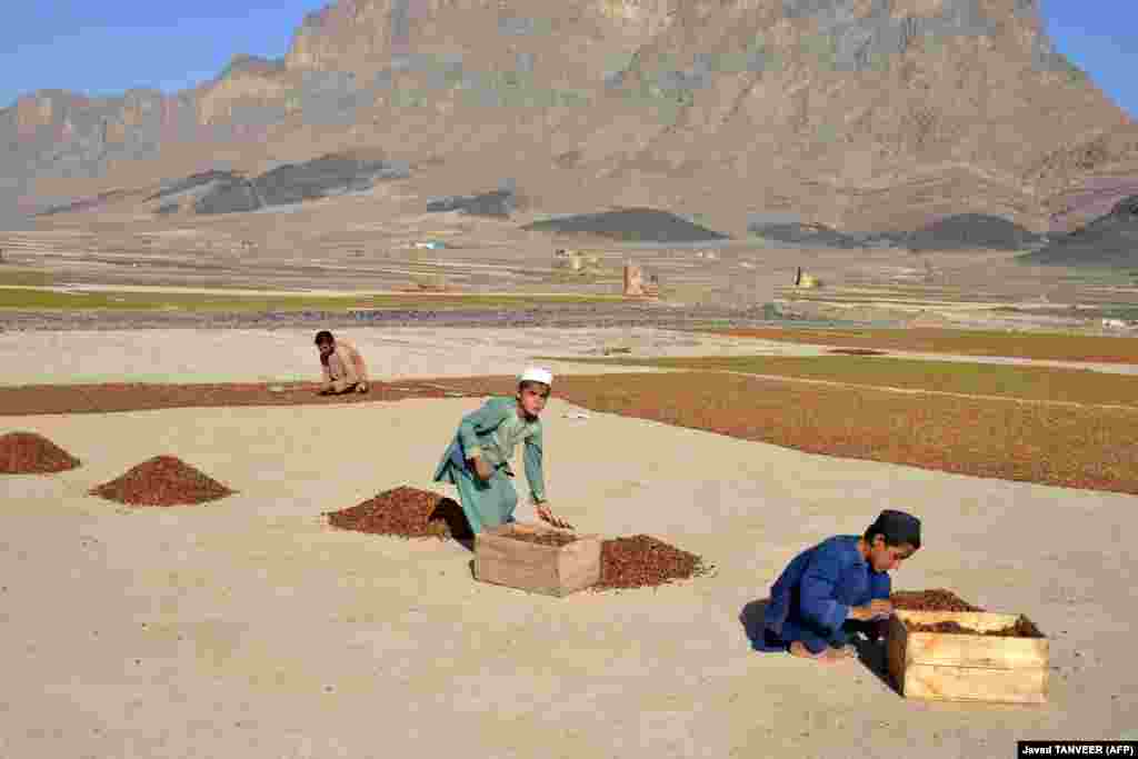 Afghan boys process raisins in a field in the Panjwai district of Kandahar.&nbsp;