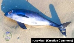 Мертві дельфіни не виглядають травмованими, відзначають науковці