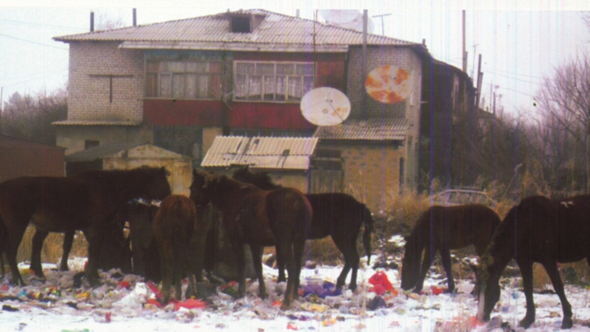 Лошади на помойках в Талдыкоргане