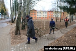 Старыя дрэвы нішчаць, новыя садзяць