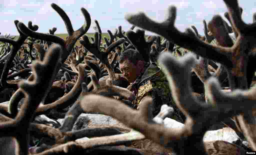 A herder is seen amidst antlers while working with reindeer some 200 kilometers northeast of Naryan-Mar, the administrative center of Nenets Autonomous Area, in far northern Russia. People, including local herders and members of their families, gathered to mark Reindeer Day, a professional holiday of reindeer breeding workers, which is celebrated annually on August 2. (Reuters/Sergei Karpukhin) 
