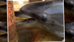 Captive In Crimea: Dolphins Draw Crowds Despite Decrepit Venues