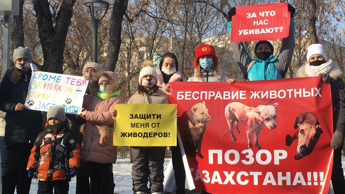 Собираются узаконить убийства». Почему зоозащитники против поправок к закону