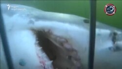 ფელპსი დამარცხდა ზვიგენთან „შეჯიბრში“