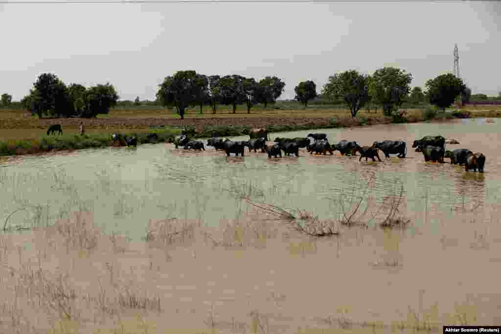 A herd of buffalo wade toward a dry field in Kunri. According to recent reports, 75 percent of districts in Sindh Province remain flooded, leaving many farms that supplied chilies to the world&#39;s markets unable to produce.