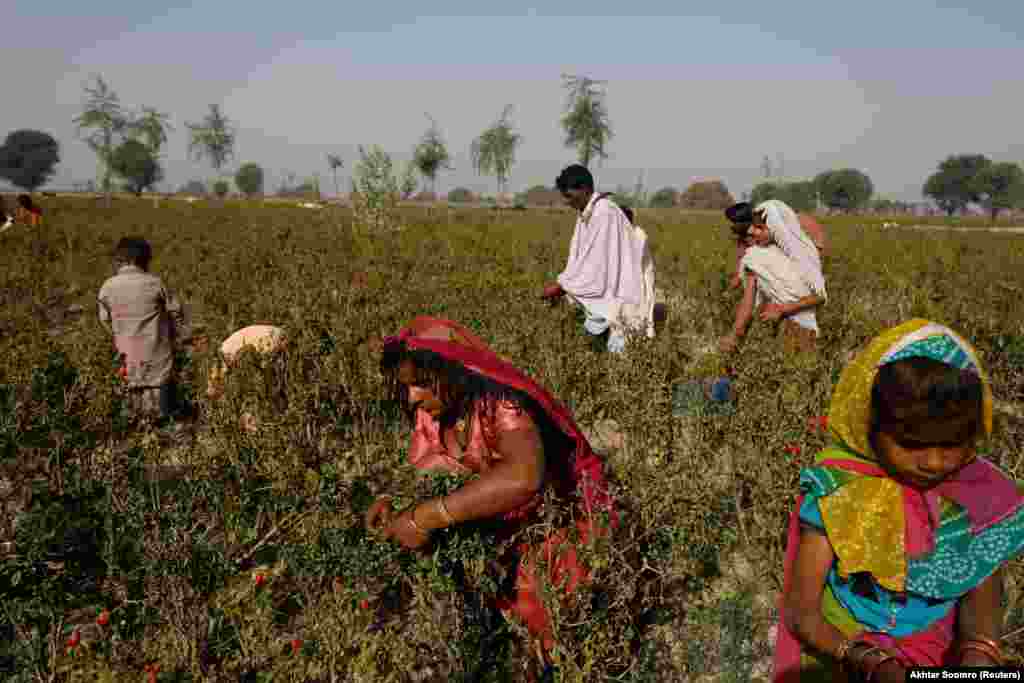 A family harvests red chili peppers in Kunri in February, before floods wiped out much of the town&#39;s chili fields. &nbsp;