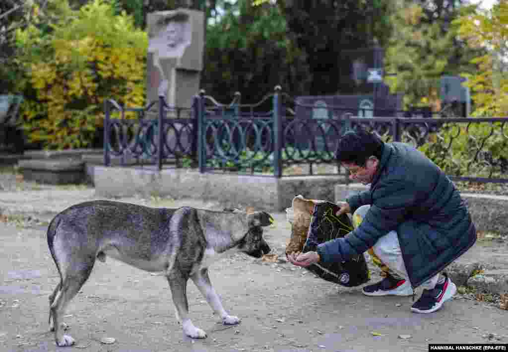 A stray dog hesitantly approaches Kurkurina as she patiently holds out food.&nbsp;