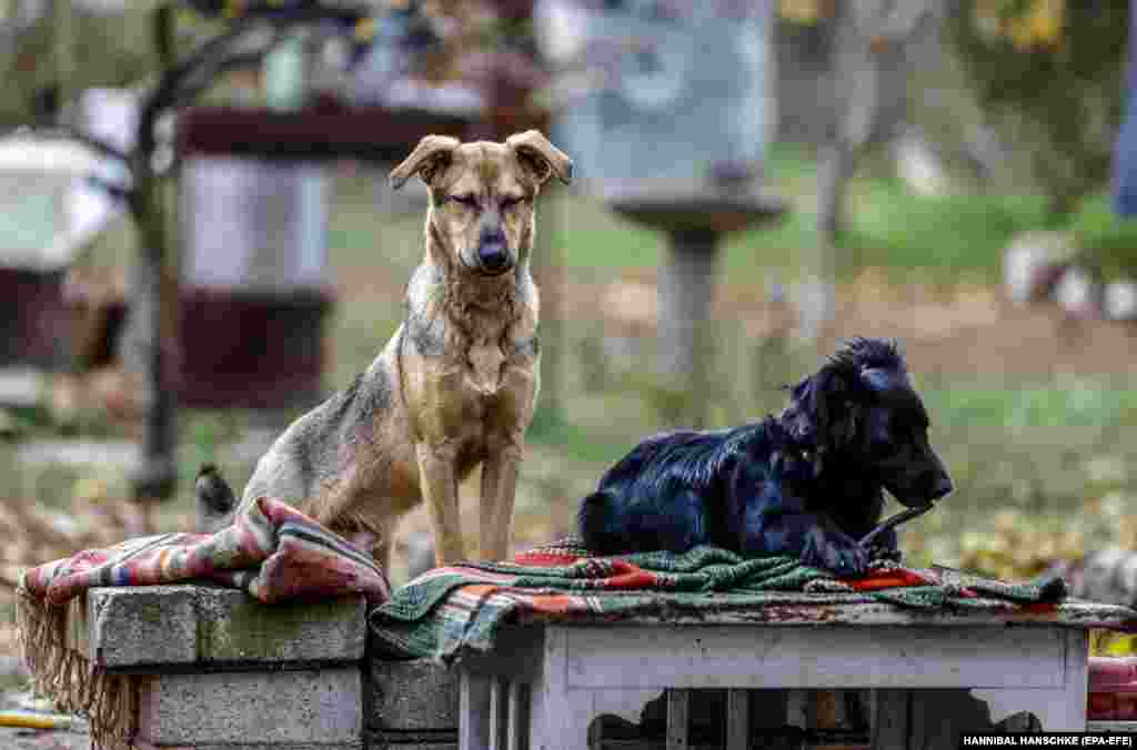 Some of the strays Kurkurina finds are on the streets of Mykolayiv, while others were rescued from settlements that were shattered by Russian shelling.