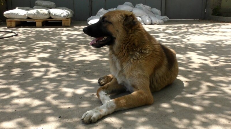В Таджикистане ужесточили наказание за жестокое обращение с животными