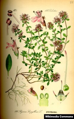 Чабор звычайны (Thymus serpyllum). З кн.: Prof. Dr. Otto Wilhelm Thomé. Flora von Deutschland, Österreich und der Schweiz. Gera, 1885