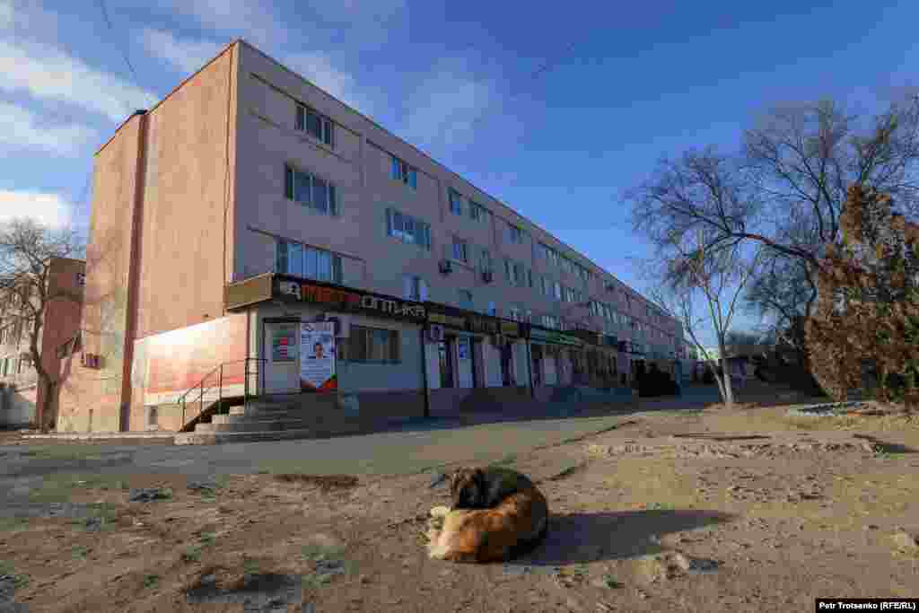 Жилой дом в центральной части города. В Жанаозене много бездомных собак, они бродят по улицам, лежат прямо на тротуарах. Местные говорят, что животные приходят в город из ближайших частных секторов в поисках еды