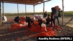 Yerkökü nəinki yerli əhalinin, eləcə də ətraf ərazilərdə yaşayan insanların qazanc vasitəsinə çevrilib.