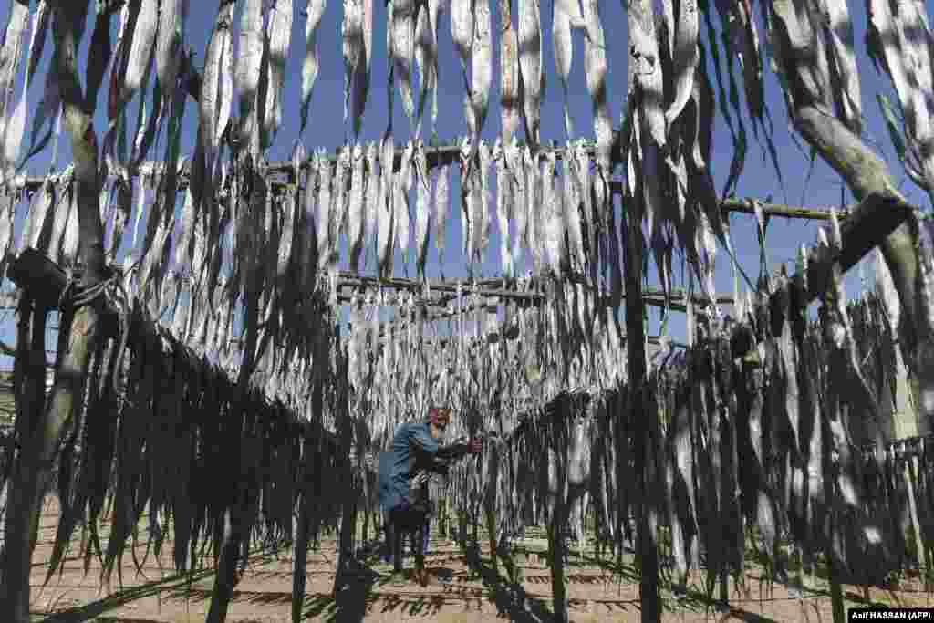 A fisherman collects dried fish at a village near the Pakistani port city of Karachi on November 25.&nbsp;