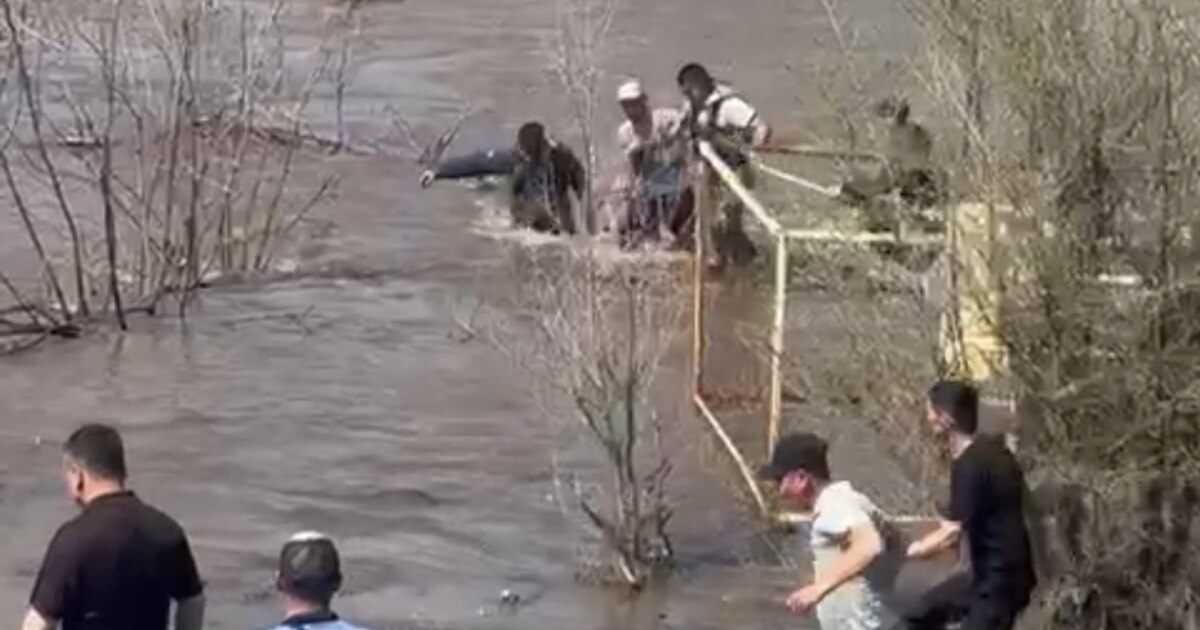 Жүкті әйелдің есегіндегі үлкен әтеш Желіде ұлы мен қызымен жыныстық қатынасқа түскен сексуалды ана мен әкенің порно-өндірісі