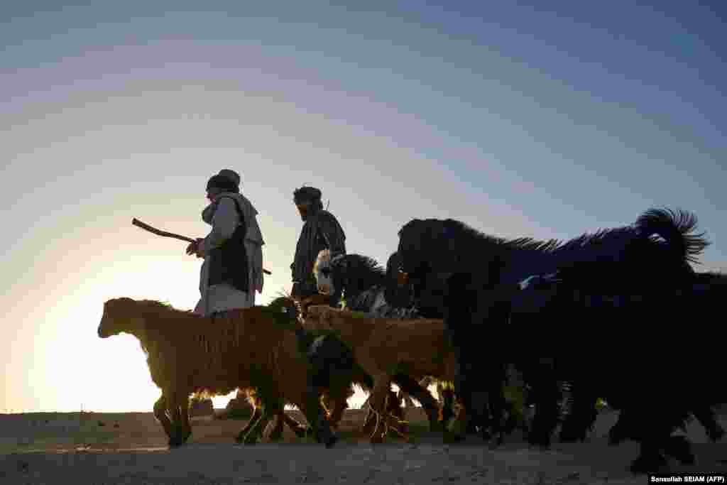 Afghan shepherds walk their livestock at sunset in the Dand district of Kandahar Province.