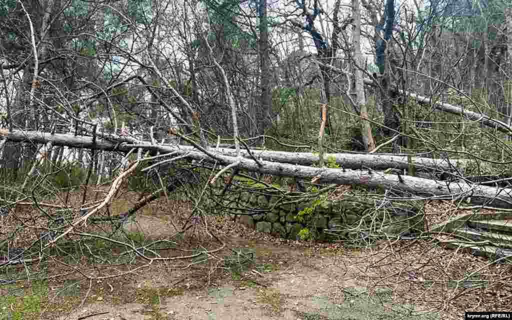 Досі після листопадового вітролому повалені дерева перегороджують паркові стежки та алеї