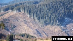 43.000 de hectare de pădure din județul Bacău au fost retrocedate ilegal printr-o hotărâre judecătorească.
