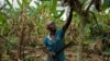 Фермер работи във ферма за какао в Гана.