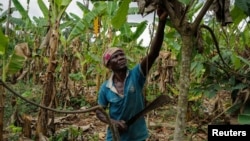 Фермер работи във ферма за какао в Гана.