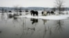 Pictured on January 9, horses and cattle have been stranded for days due to high water on the Krcedinska Ada island, some 40 kilometers northwest of the Serbian capital, Belgrade.