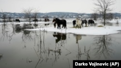 Spašavanje nasukane stoke sa ostrva na Dunavu u Srbiji