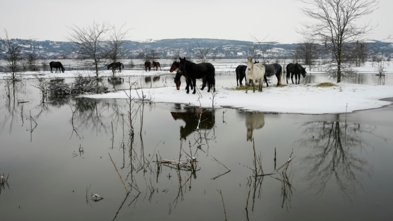 Spašavanje nasukane stoke sa ostrva na Dunavu u Srbiji