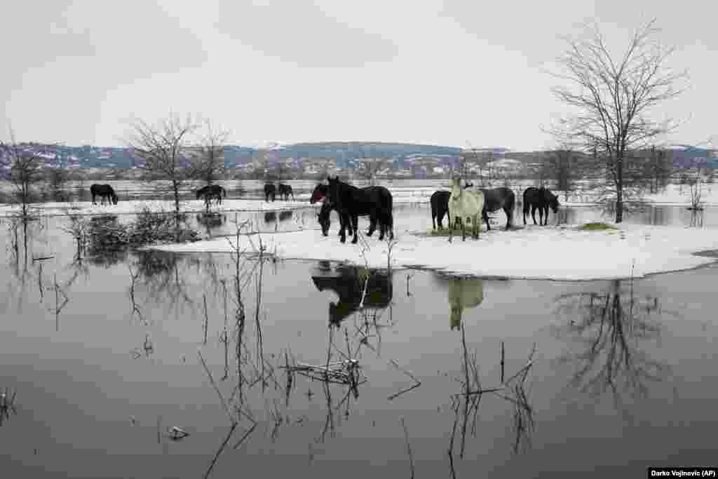  Konji i goveda danima su nasukani zbog visokog vodostaja na ostrvu Krčedinska ada na rijeci Dunavu,&nbsp;40-ak kilometara sjeverozapadno od glavnog grada Srbije, Beograda. 